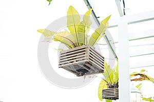 Hanging bird& x27;s nest fern with wooden vase isolate and clipping path