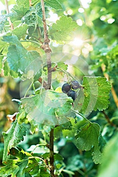 Hanging black currant berries closeup with rain water dew drops on stem of plant bush with bokeh, garden dacha farm