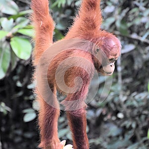 Hanging Bornean orangutan young - Semenggoh Nature Reserve