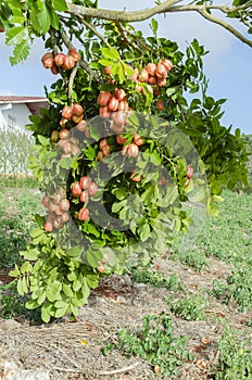Hanging Branches With Ackees