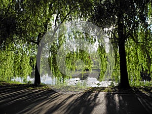 Hanging branches of Sallow on a sunny day in the park above the water. Beautiful cozy shadows from the trees