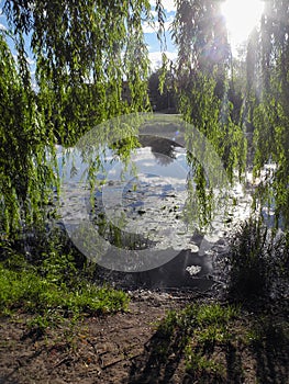 Hanging branches of Sallow on a sunny day in the park above the water. Lily pads on the water in the pond