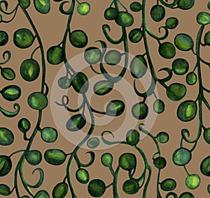 Hanging branches of Senecio herreianus String of Raindrops, watercolor painting. Seamless pattern isolated on brown background.