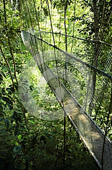 Hanging bridge, Atlantic Rainforest, Mata Atlantica, Bahia, Brazil, South America photo