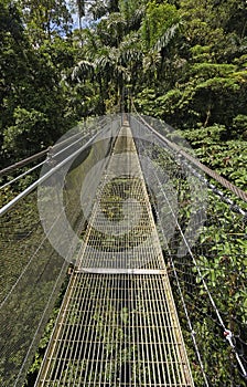 Hanging Bridge in a Cloud Forest photo