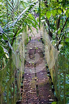 Hanging bridge in the jungle in wild Costa Rica photo