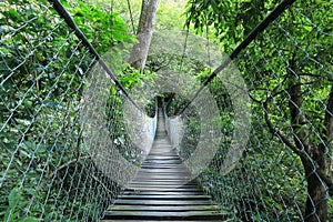 Hanging bridge in a rain forest, Guatemala