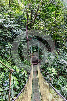 Hanging Bridge in the Rainforest Green Trees Shaky Bridge