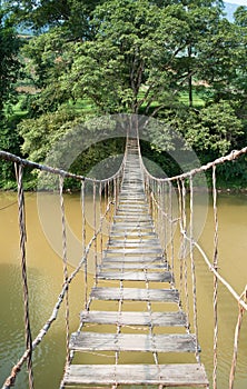 Hanging Bridge to the Tree