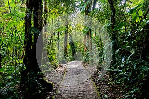 Hanging Bridges in Cloudforest - Monteverde, Costa Rica