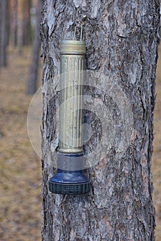 hanging on a brown pine tree in nature