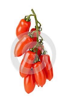 Hanging bunch of red ripe San Marzano tomatoes isolated on white background. Small oval elongated tomatoes on a green branch.