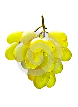 Hanging bunch of white grape