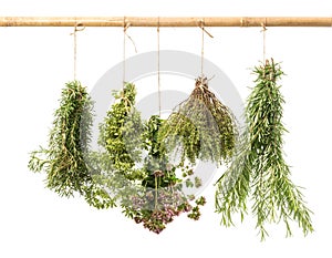 Hanging bunches of fresh herbs isolated on white