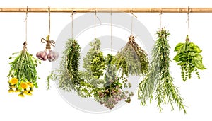 Hanging bunches of fresh spicy herbs. herbal medicine