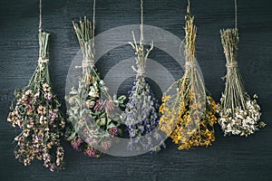 Hanging bunches of medicinal herbs and flowers. Herbal medicine.