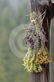 Hanging bunches of medicinal herbs Mountain tea or Sideritis scardica, oreganum, tutsan. Harvesting herbal plant