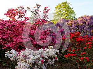 Hanging bunches of purple Wisteria and pink, red, white azalea bush. Spring time