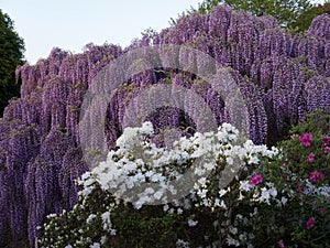 Hanging bunches of purple Wisteria and white azalea bush. Spring time