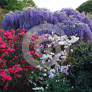 Hanging bunches of purple Wisteria and white, red azalea bush. Spring time