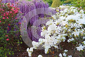 Hanging bunches purple Wisteria and white, red azalea bush. Spring time