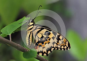 A hanging butterfly photo
