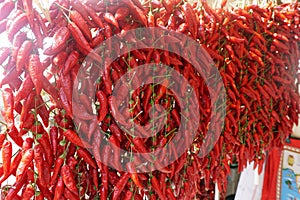 The hanging calabrian chilli peppers photo