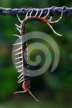 Hanging Centipede