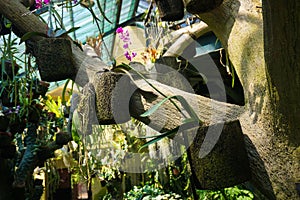 Hanging coconut fiber traditional natural small pot with orchid tree plant - indonesia