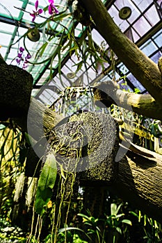 Hanging coconut fiber traditional natural small pot with orchid tree plant - indonesia