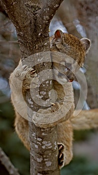 Hanging On - Cougar (Felis Concolor) - motion blur photo