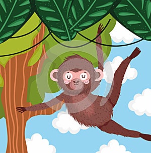 hanging cute monkey