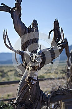 The hanging dead deer skull