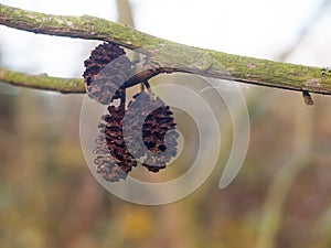 Hanging dead and dried up tree parts on branch autumn winter pin