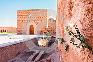 Hanging Dead White Rose at the El Badi Palace in Marrakesh Morocco