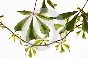 Decorative woodbine liane with leaves. photo