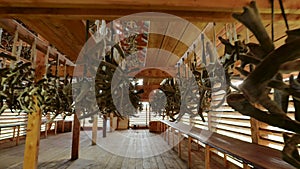 Hanging deer maral horns drying in hangar at farm. Cut Siberian stag antlers