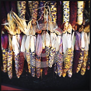 Hanging Dried Decorative Indian Corn
