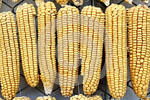 Hanging Dry Corns In A Row