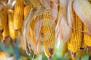 Hanging and drying yellow corn
