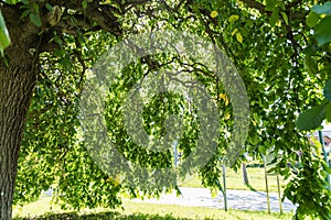 Hanging elm - the hanging crown