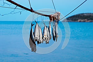 Hanging fish