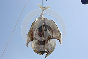 Hanging Fish