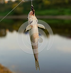 Hanging fish on the hook