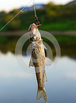Hanging fish on the hook