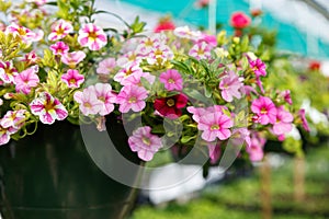 Hanging flower basket