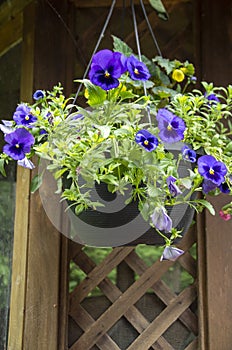 Hanging Flower Basket 2