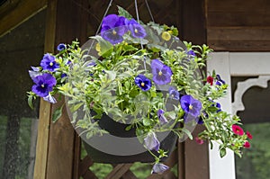 Hanging Flower Basket 3