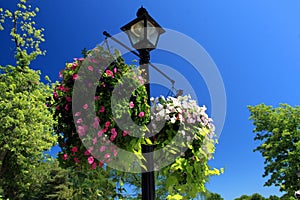 Hanging Flower Basket