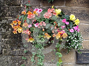 Hanging Flower Basket Against a Stone Wall.